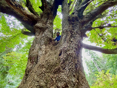 My son playing in a giant old tree in Discovery Park