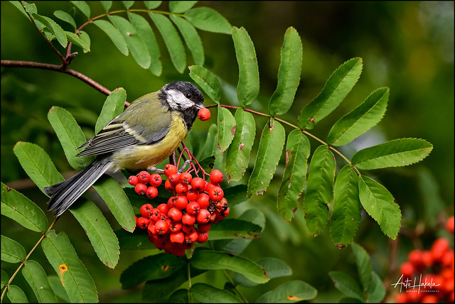 Great tit. They also like rowan berries, but they don't swallow it whole.