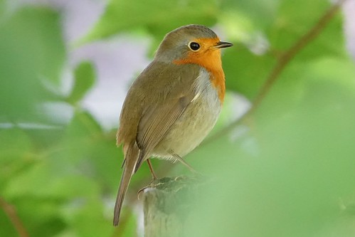 Robin | by Ian Robin Jackson