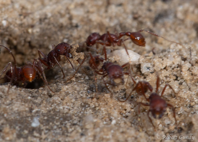 Florida Harvester Ants (Pogonomyrmex badius)