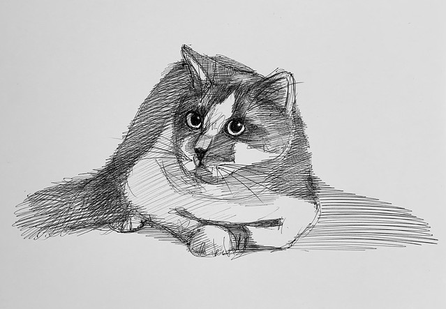Cat Doodles sketch book 2021. Ballpoint pen only drawing by jmsw on card.