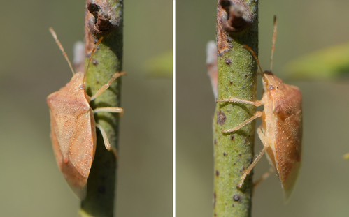Stink Bug in the family Pentatomidae of Chaparral Pea | by Treebeard