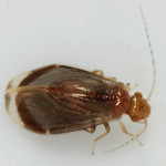 More Lake Norman insects Hairy-winged Barklouse - Polypsocus corruptus (female, 3.3 mm)
References:
-Arnett, American Insects (CRC Press, 2000), p. 222 (description)
-BugGuide: &lt;a href=&quot;https://bugguide.net/node/view/83264&quot; rel=&quot;noreferrer nofollow&quot;&gt;bugguide.net/node/view/83264&lt;/a&gt;
-Marshall, Insects, Their Natural History and Diversity (Firefly Books, 2006), photo 159.2 (female)

Marshall notes that these are found on vegetation where they graze pollen, etc., off of leaf surfaces. (Female, at least, is thought to mimic a beetle, or at least the way it holds its wings resembles a beetle.) This is the sole North American representative of its family.