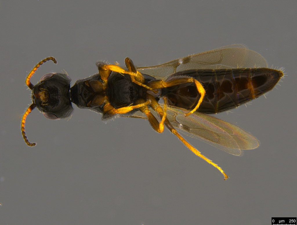 20b - Bethylidae sp.