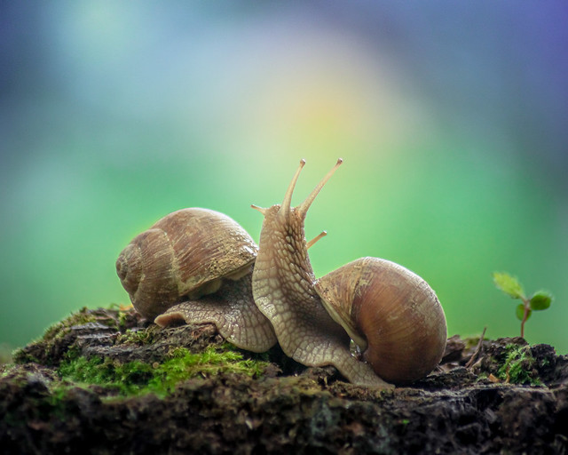 Couple of snails