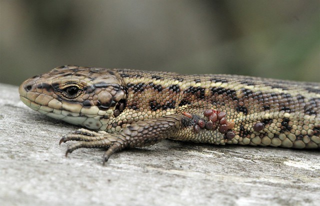 Viviparous lizard tick infestaion