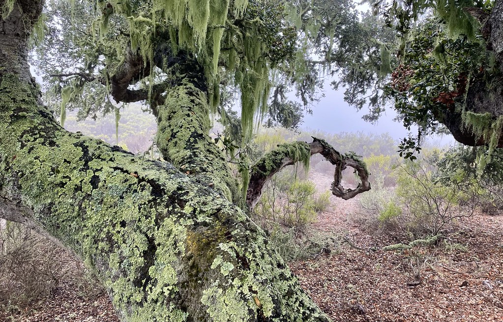 Moisture, in the form of fog, creates the Lichen & Spanish Moss ecosystem in this California Live Oak