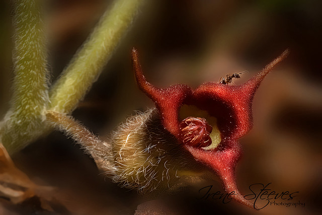 Wild Ginger, Asarum canadense; Wild Flower
