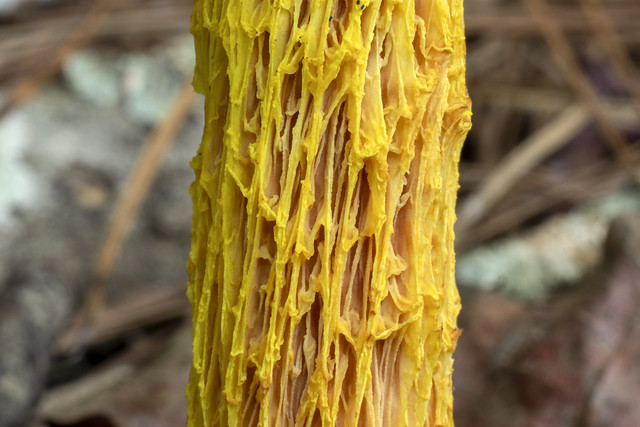 Aureoboletus betula, Standing Stone SP, Overton County, Tennessee