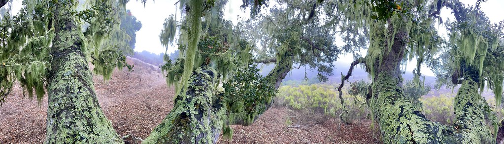 Moisture from coastal fog is key to this CA Live Oak ecosystem in which lichen & Spanish moss thrive.