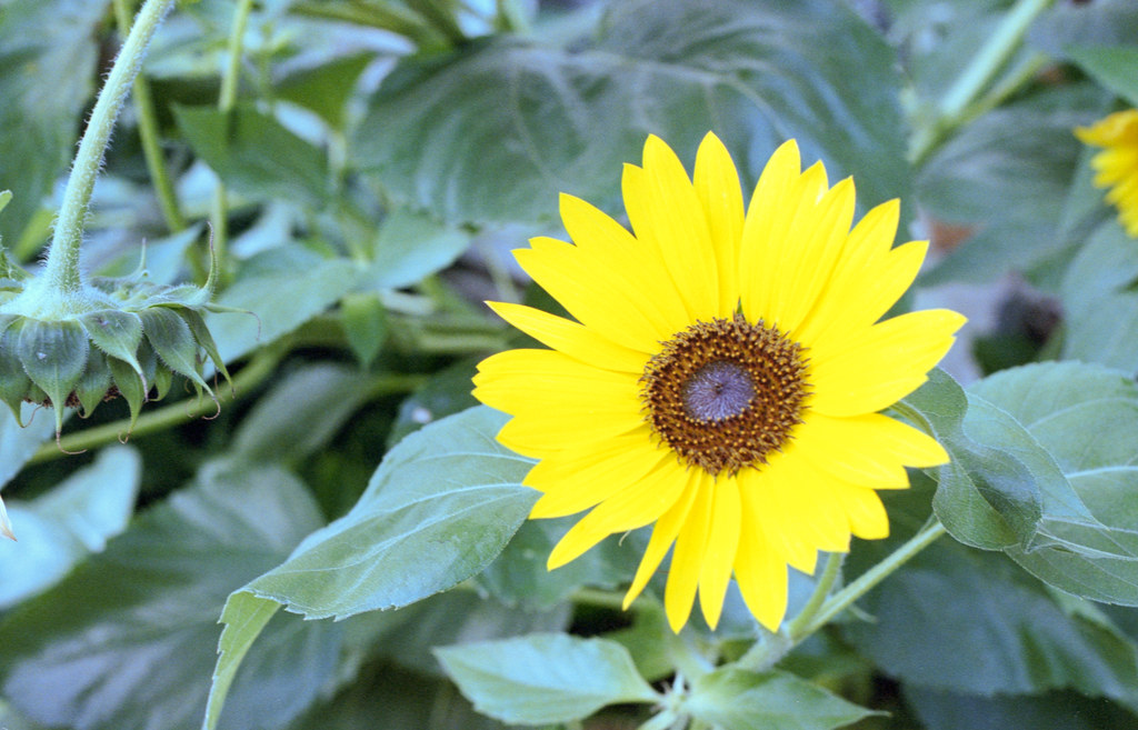 Sunflower in Green