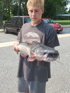 Photo of man holding a large blue catfish