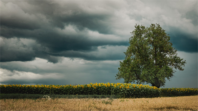 tree with sunflowers