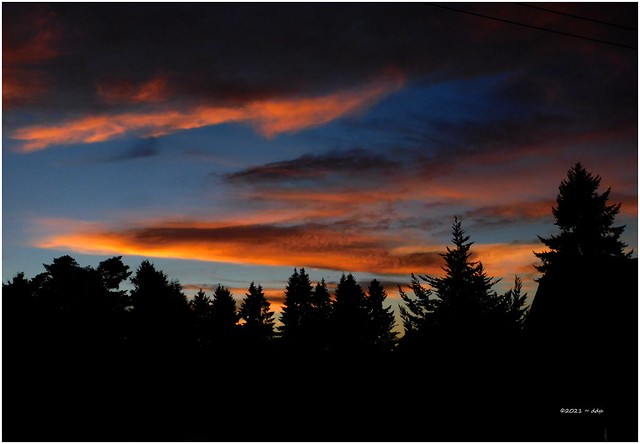 Sunset with Conifer Silhouettes in My Neighborhood