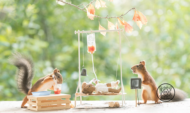 Red Squirrels with a hospital bed