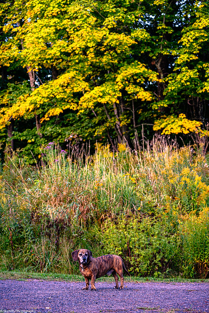 Rugby and I checking out the fall colours in the neighbourhood.