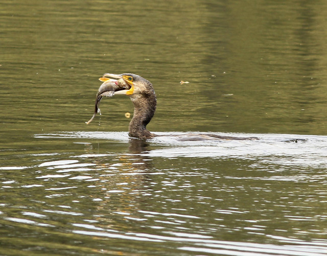 Catch of the day goes to this Cormorant Lintrathen Loch Angus Scotland