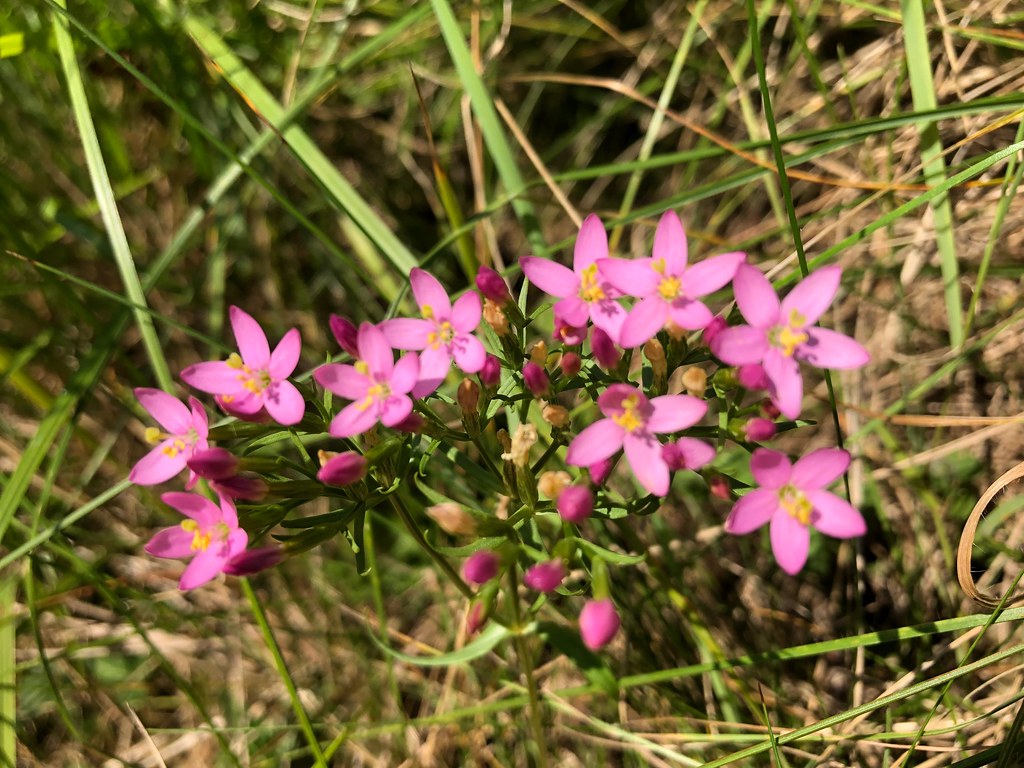 Petite Centaur e Centaurium Erythraea Ao t 2021 Chris Simiand Flickr petite-centaur-e-centaurium-erythraea-ao-t-2021-chris-simiand-flickr
