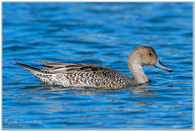 Northern-Pintail-(-Female-)