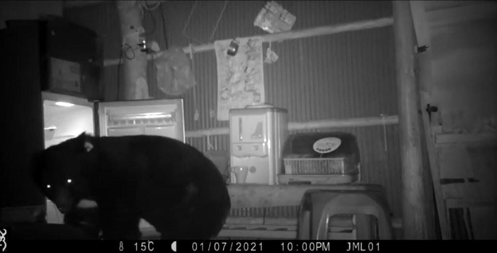 台灣黑熊「711」自去年底開始密集在苗栗、台中山區出沒，兩度誤中陷阱。圖片來源：林務局影片截圖。
