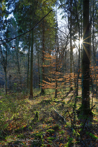 hertfordshire pancakewoods woods foresets sun autumn trees leaves landscapes