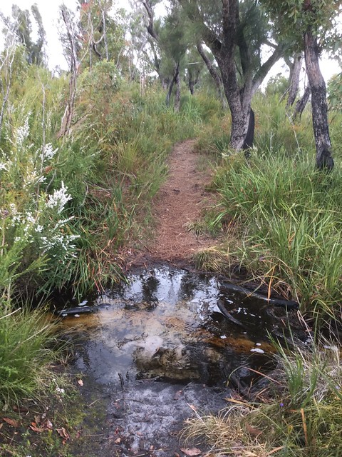Ficifolia Drive to Nut Lookout Walk, Bibbulmun Track, South Coast, Western Australia