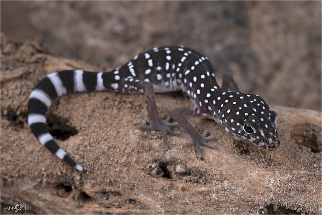 Barefoot Banded Gecko (Coleonyx switaki)