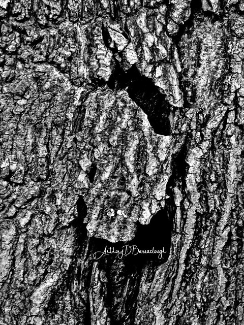 Tree Bark Textures 308bws1-1
