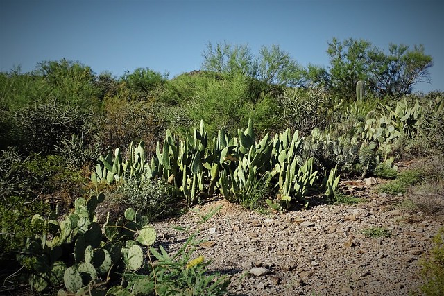 20210916 Opuntia engelmannii var. linguiformis (Cow's Tongue Prickly Pear Cactus)