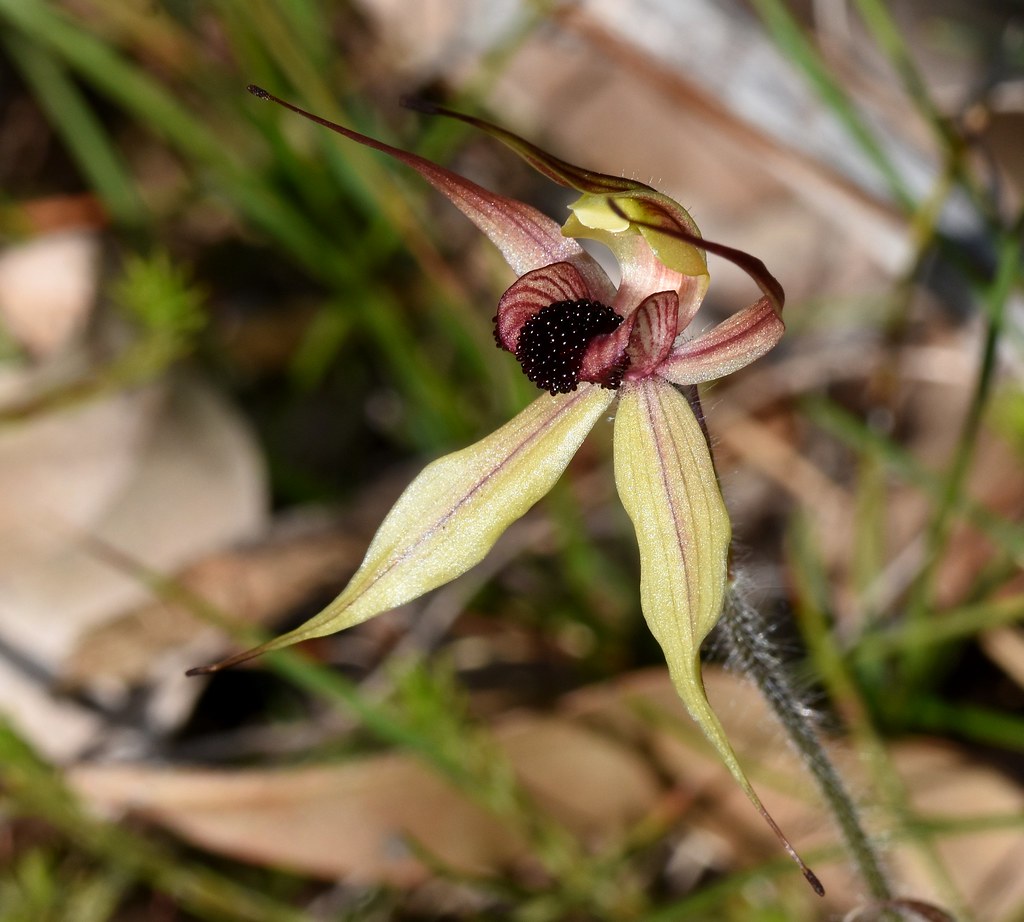 Leaping spider orchid
