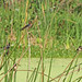 Flickr photo 'Barn Swallows (Hirundo rustica)' by: Mary Keim.