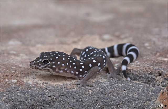 Barefoot Banded Gecko (Coleonyx switaki)