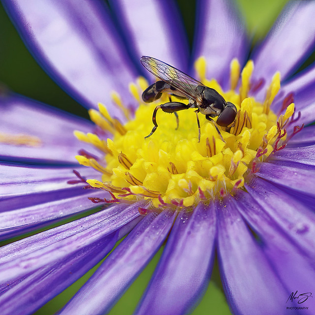 The natural world in miniature - Syritta pipiens hoverfly on an Aster at NT Quarry Bank