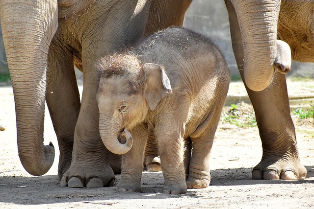 3 month old male Asian elephant Frankie
