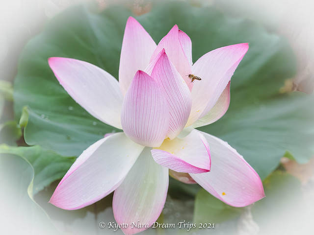 Pink Lotus Flower in Nagaike-Joyo City, Kyoto Prefecture.