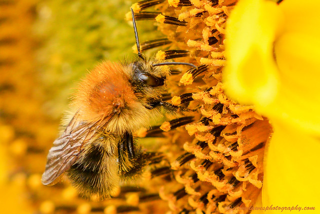 Carder Bee ( Bombus pascuorum )