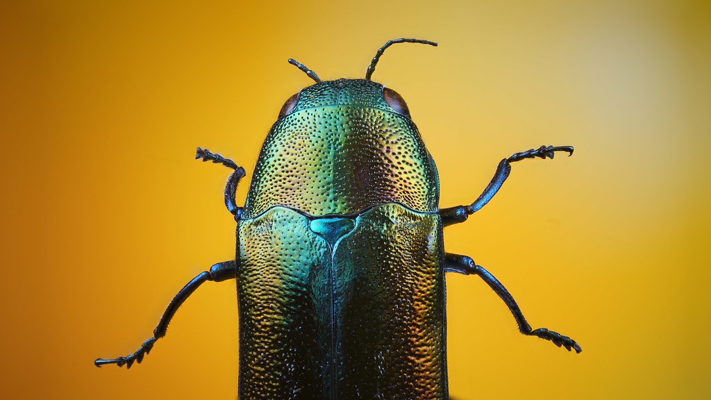 Jewellery beetle