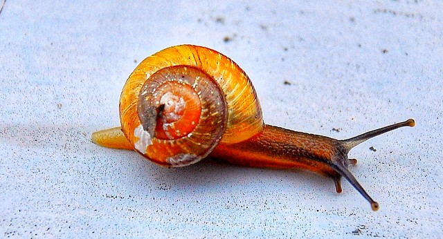حلزون snail