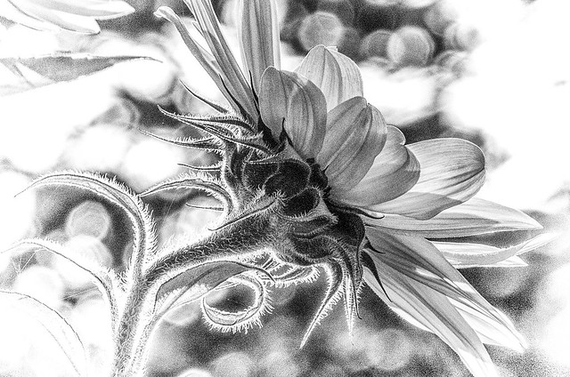 Backlit Sunflower