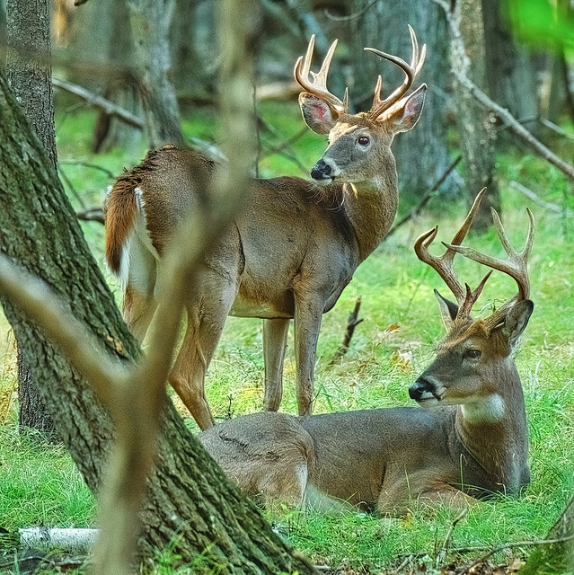 Wisconsin Whitetail Deer:  Eight-Pointers