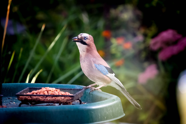 A Jay came calling- -taken by nollynutkins