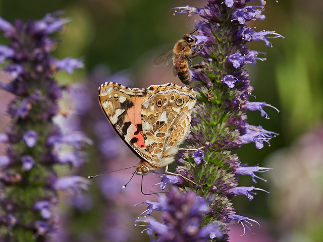 Painted Lady and Bee