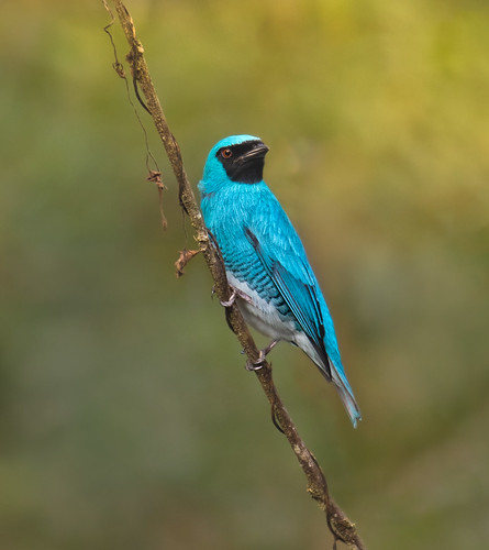 Saí-andorinha macho (Tersina viridis) | by paulomascaretti