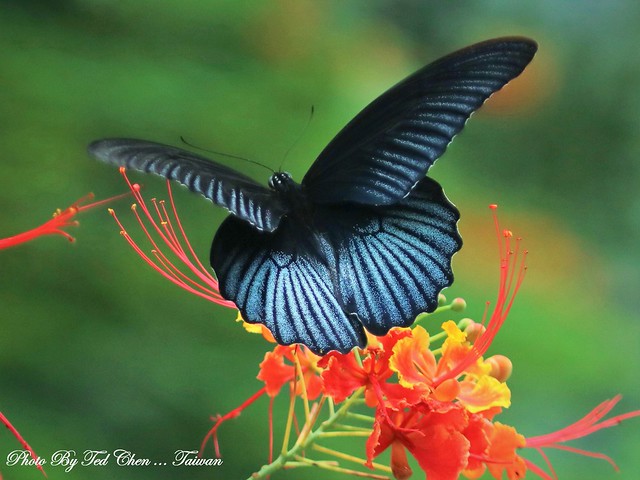Papilio memnon heronus 大鳳蝶