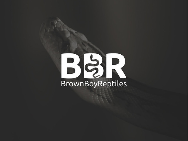 BrownBoyReptiles