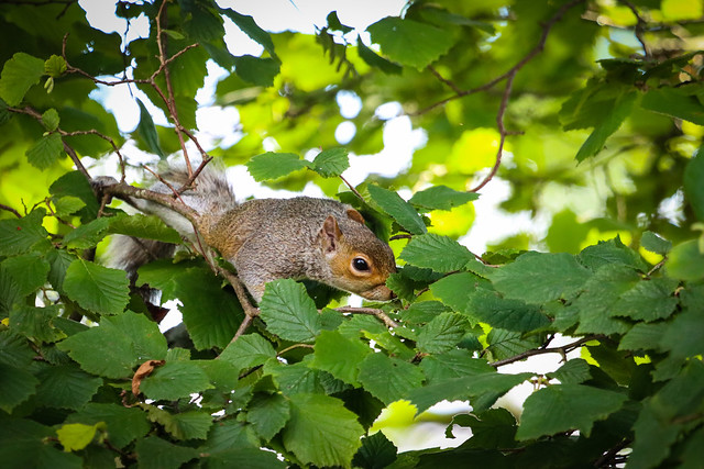 Cheeky squirrel