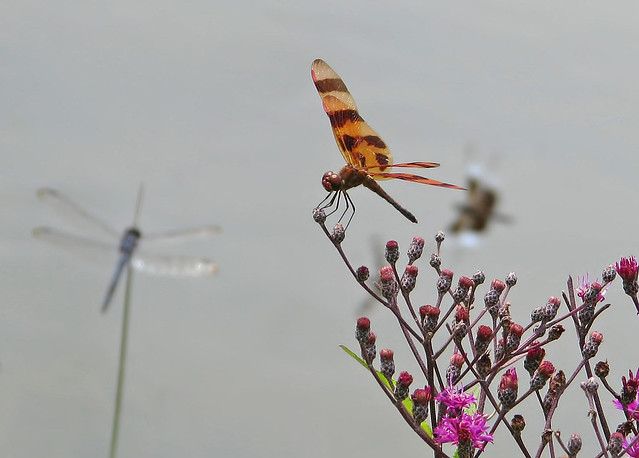 3 male dragonfly species - purple ironweed