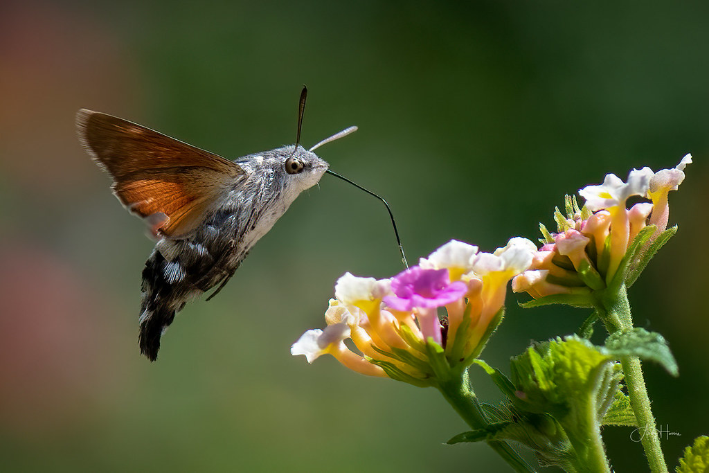 Hummingbird hawk-moth | www.andyharrisphotography.com/ | Flickr