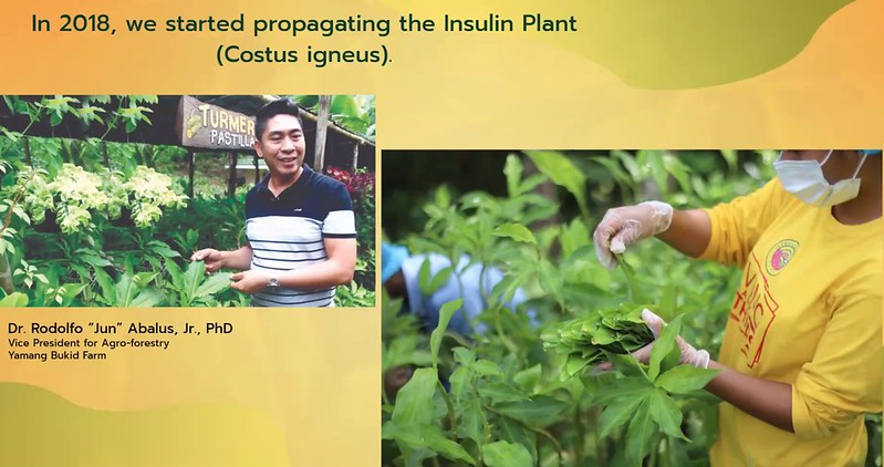 Carmi Martin X Yamang Bukid Insulin Plant Tea