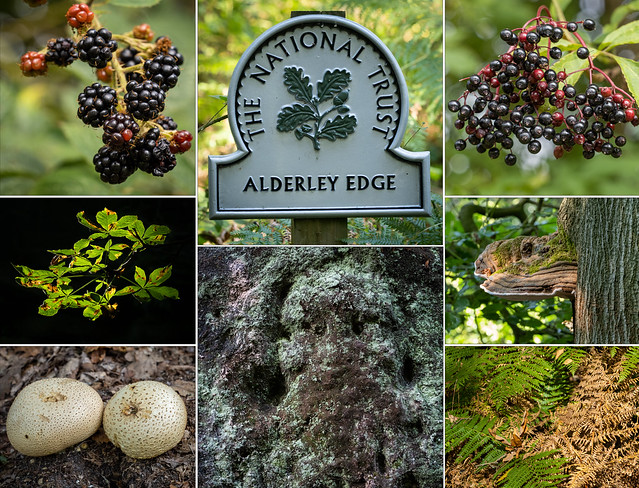 Alderley Edge - Autumn.jpg